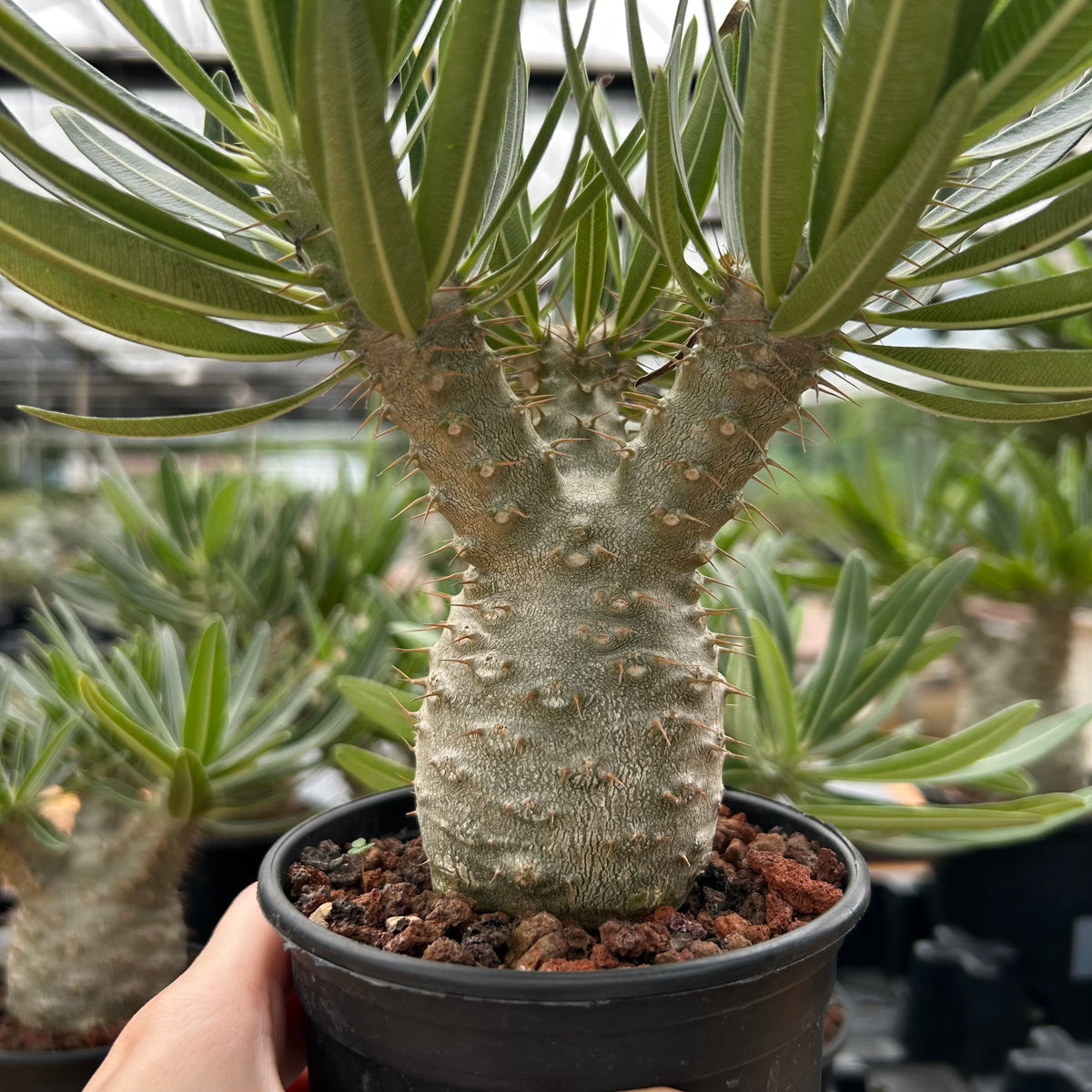 Pachypodium rosulatum var. gracilius-Pachypodium-image-31
