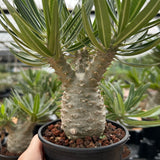 Pachypodium rosulatum var. gracilius-Pachypodium-image-32