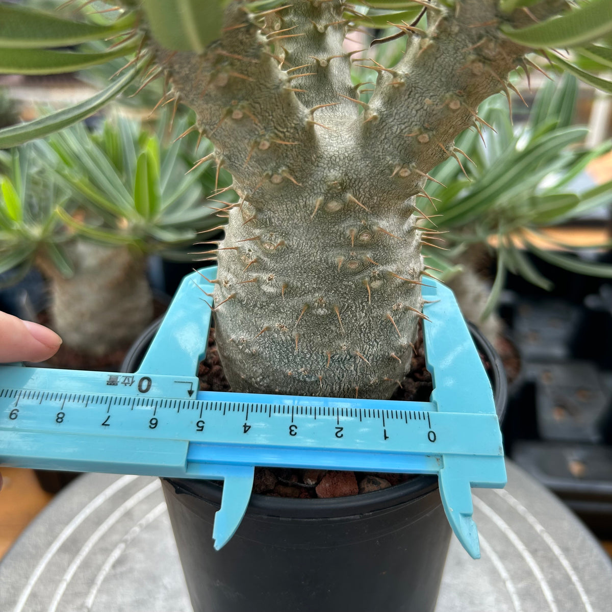 Pachypodium rosulatum var. gracilius-Pachypodium-image-33
