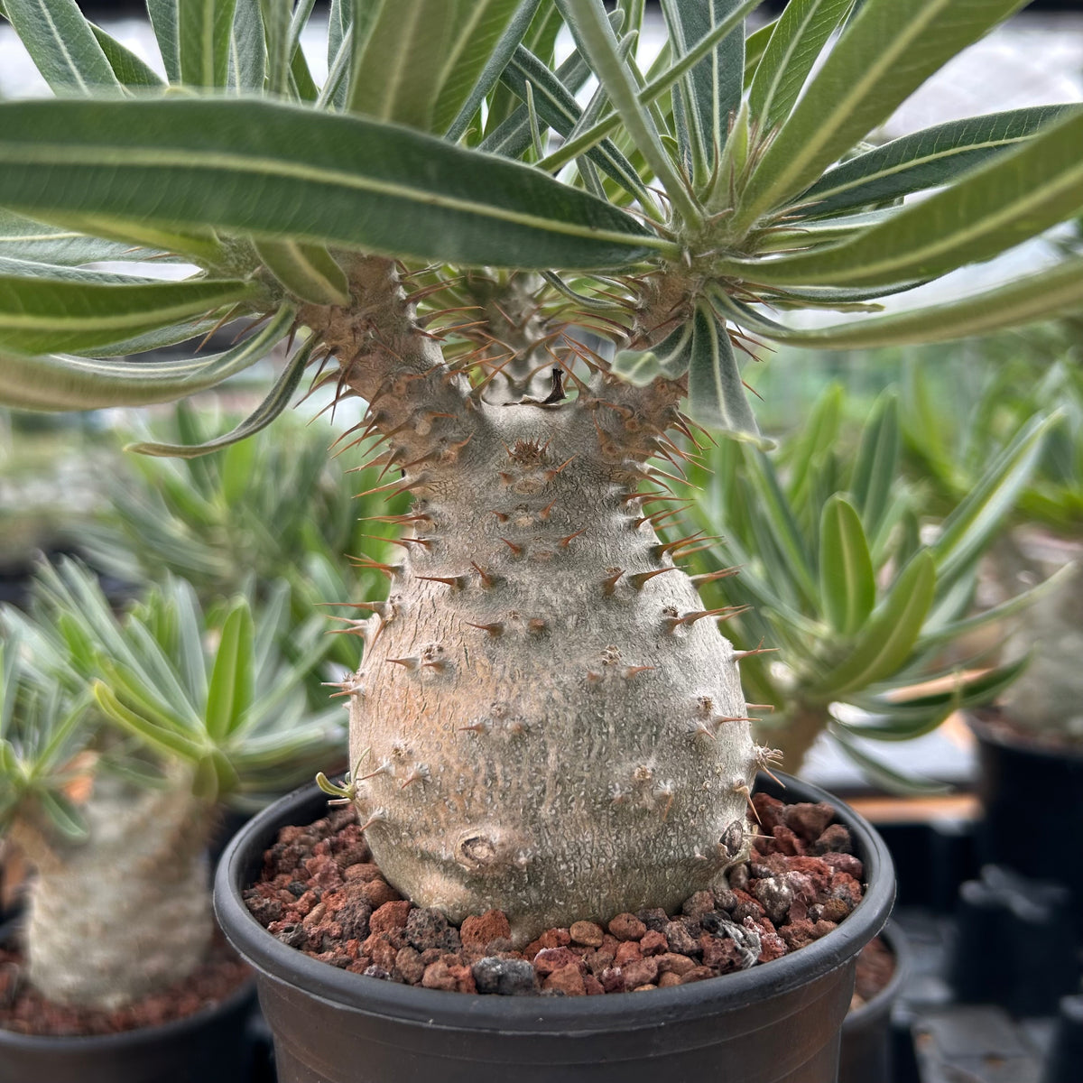 Pachypodium rosulatum var. gracilius-Pachypodium-image-24