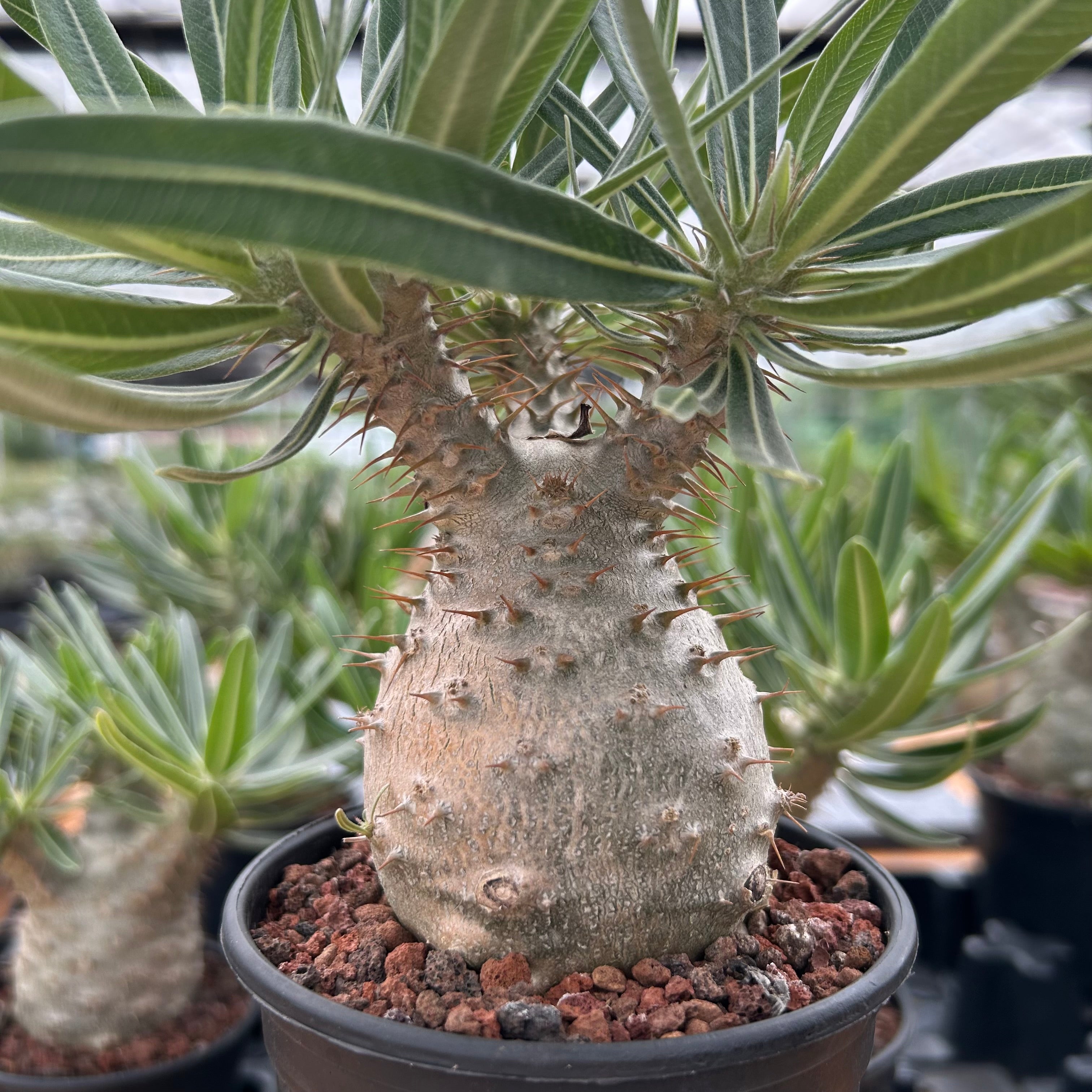 バリエム鉢　Pachypodium rosulatum gracilius Pachypodium rosulatum var. gracilius | BotanicalCollector