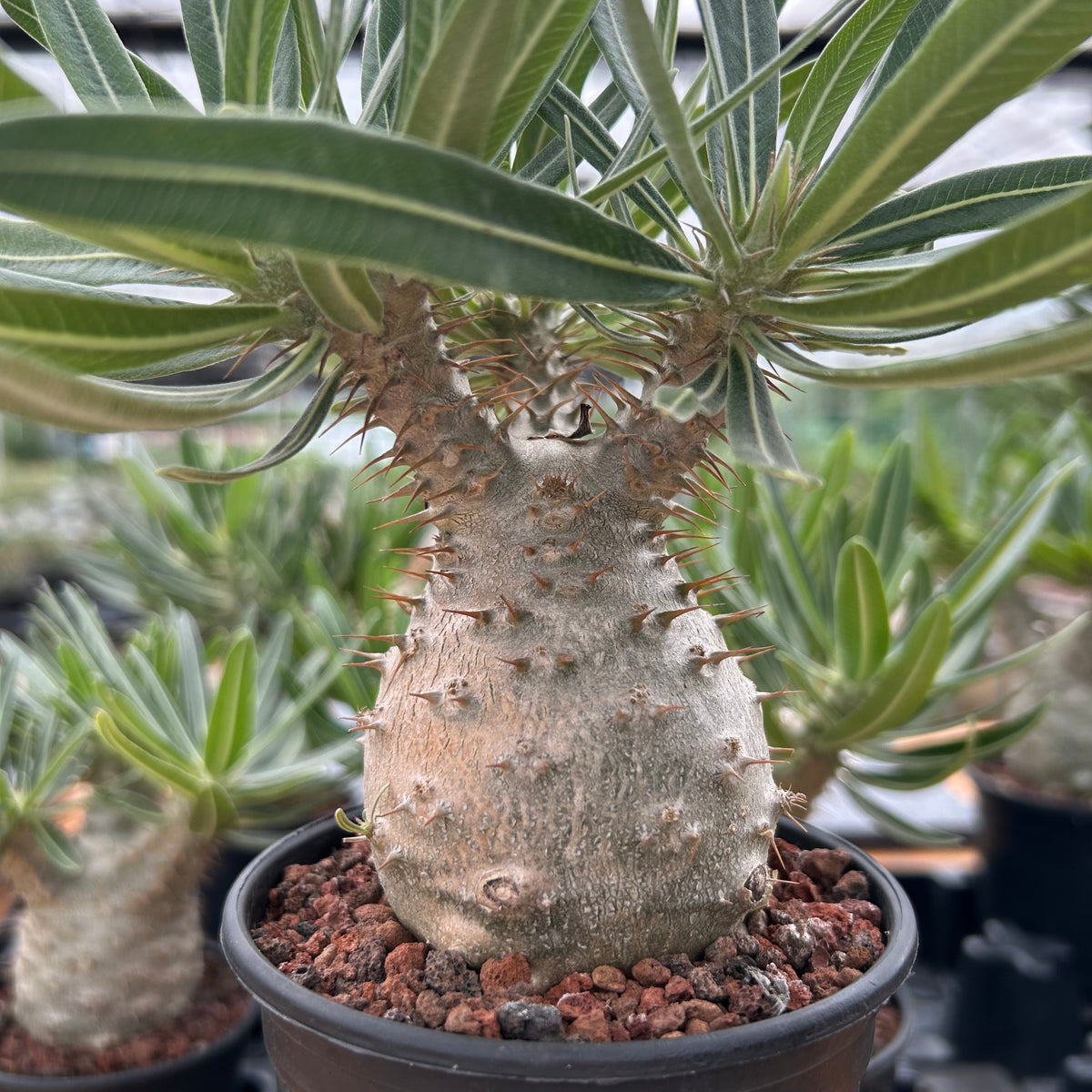 Pachypodium rosulatum var. gracilius-Pachypodium-image-25