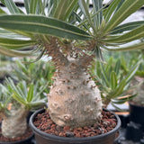 Pachypodium rosulatum var. gracilius-Pachypodium-image-25