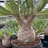 Pachypodium rosulatum var. gracilius-Pachypodium-image-26