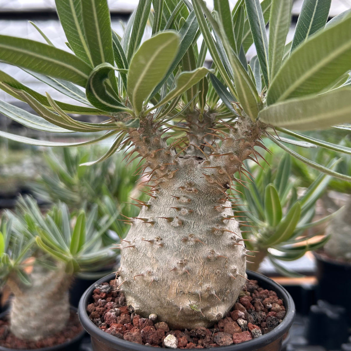 Pachypodium rosulatum var. gracilius-Pachypodium-image-27