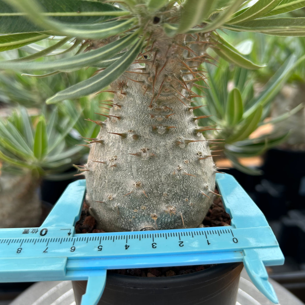 Pachypodium rosulatum var. gracilius-Pachypodium-image-28
