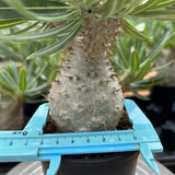 Pachypodium rosulatum var. gracilius-Pachypodium-image-28