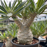 Pachypodium rosulatum var. gracilius-Pachypodium-image-18