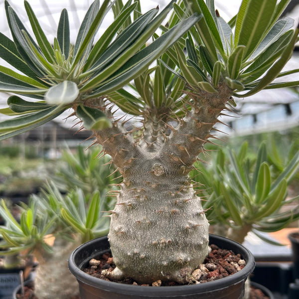 Pachypodium rosulatum var. gracilius-Pachypodium-image-18