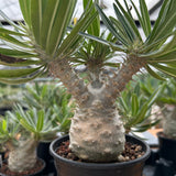 Pachypodium rosulatum var. gracilius-Pachypodium-image-19