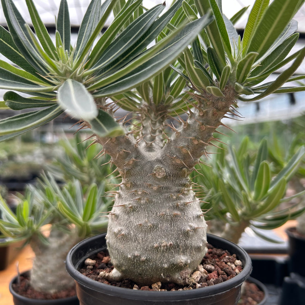 Pachypodium rosulatum var. gracilius-Pachypodium-image-20