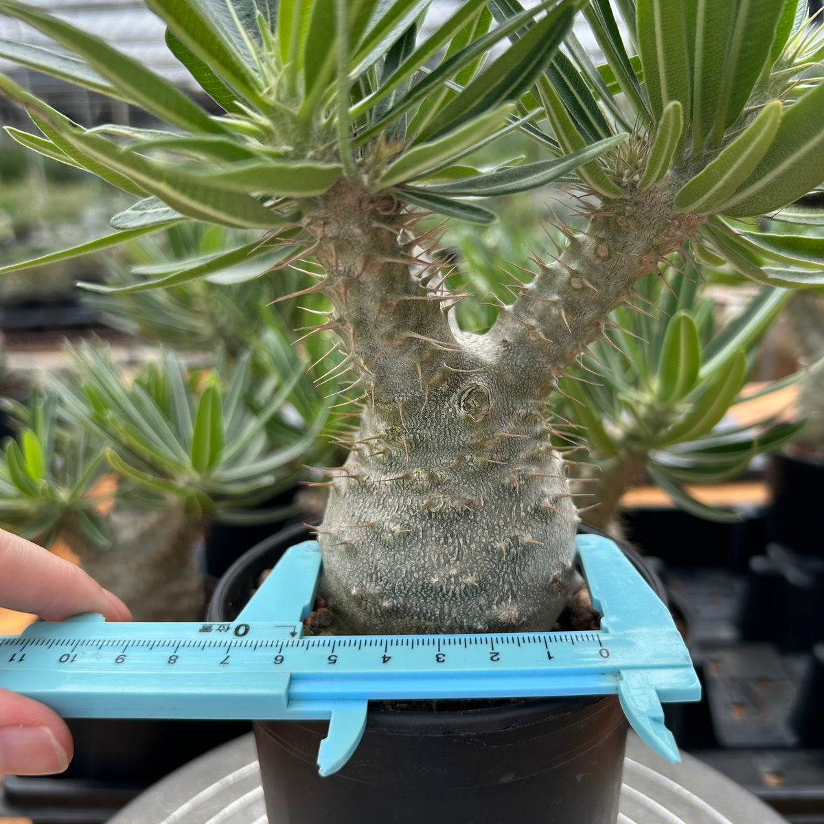 Pachypodium rosulatum var. gracilius-Pachypodium-image-22