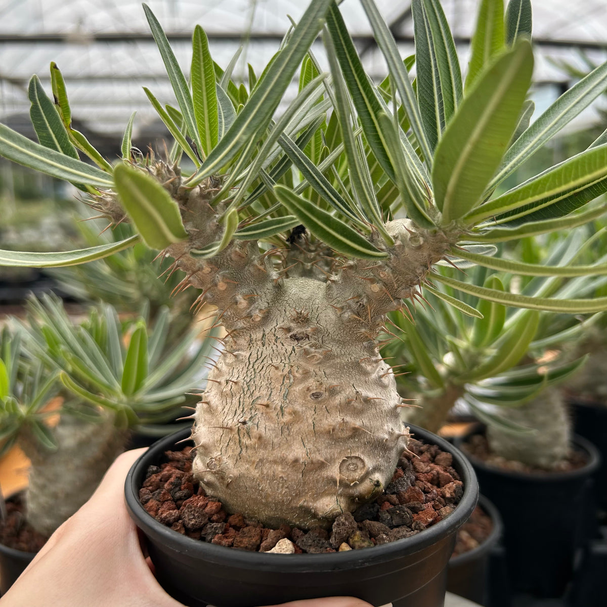 Pachypodium rosulatum var. gracilius-Pachypodium-image-12