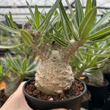 Pachypodium rosulatum var. gracilius-Pachypodium-image-12