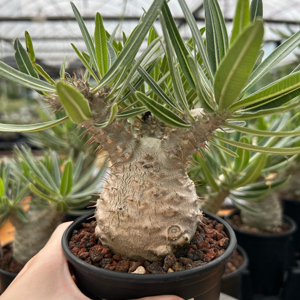 Pachypodium rosulatum var. gracilius-Pachypodium-image-12