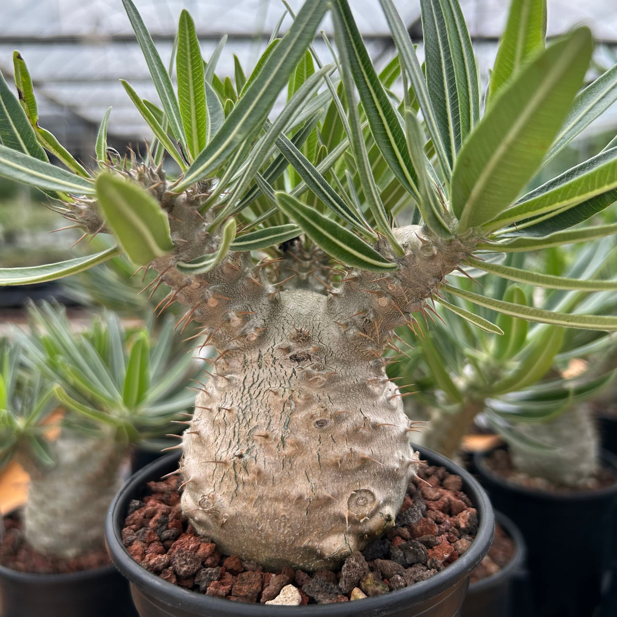 Pachypodium rosulatum var. gracilius-Pachypodium-image-15
