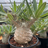 Pachypodium rosulatum var. gracilius-Pachypodium-image-15