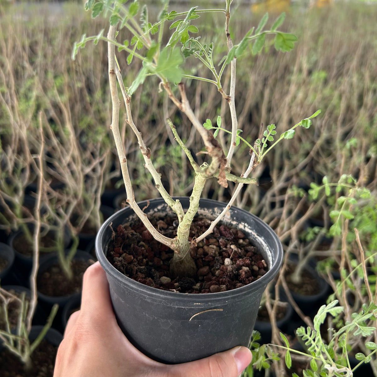 Pachycormus discolor