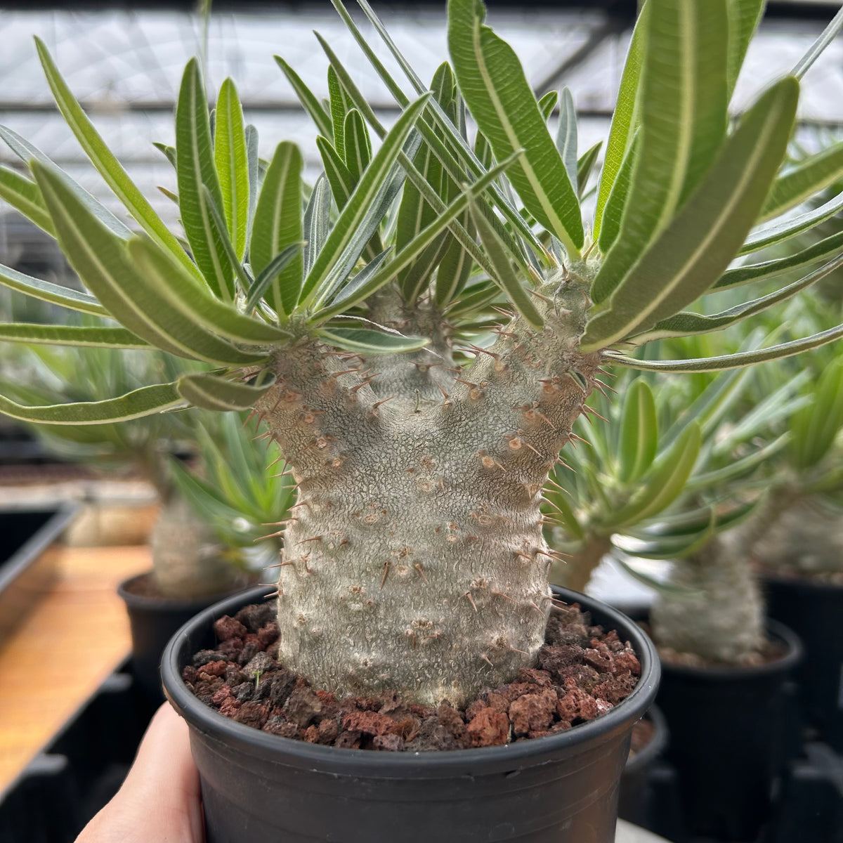 Pachypodium rosulatum var. gracilius-Pachypodium-image-10