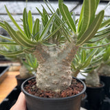 Pachypodium rosulatum var. gracilius-Pachypodium-image-10