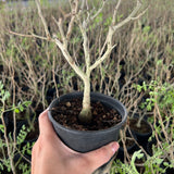 Pachycormus discolor