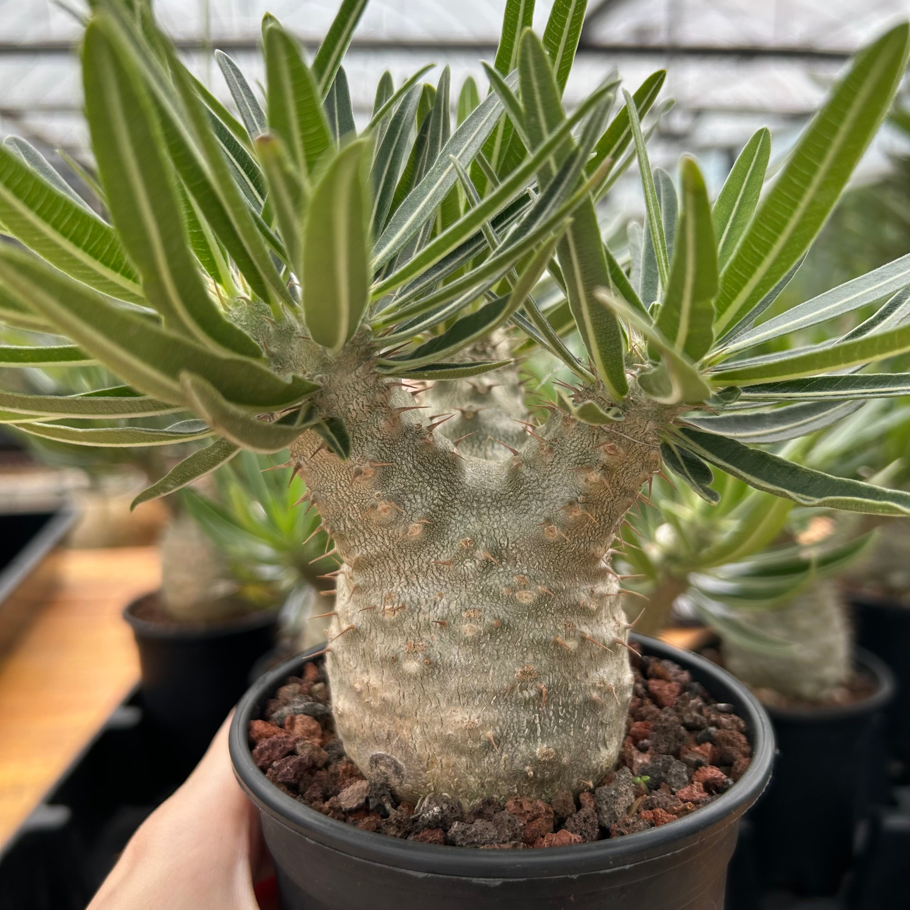 バリエム鉢　Pachypodium rosulatum gracilius Pachypodium rosulatum var. gracilius | BotanicalCollector