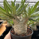 Pachypodium rosulatum var. gracilius-Pachypodium-image-6