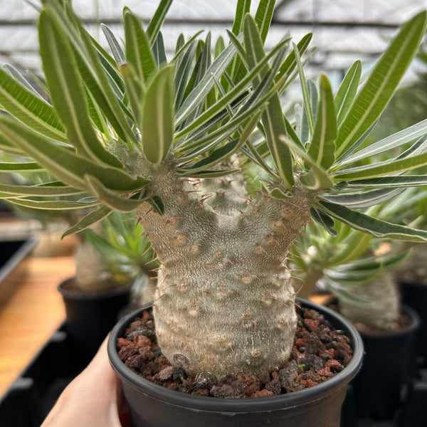Pachypodium rosulatum var. gracilius-Pachypodium-image-6