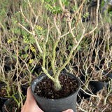 Pachycormus discolor