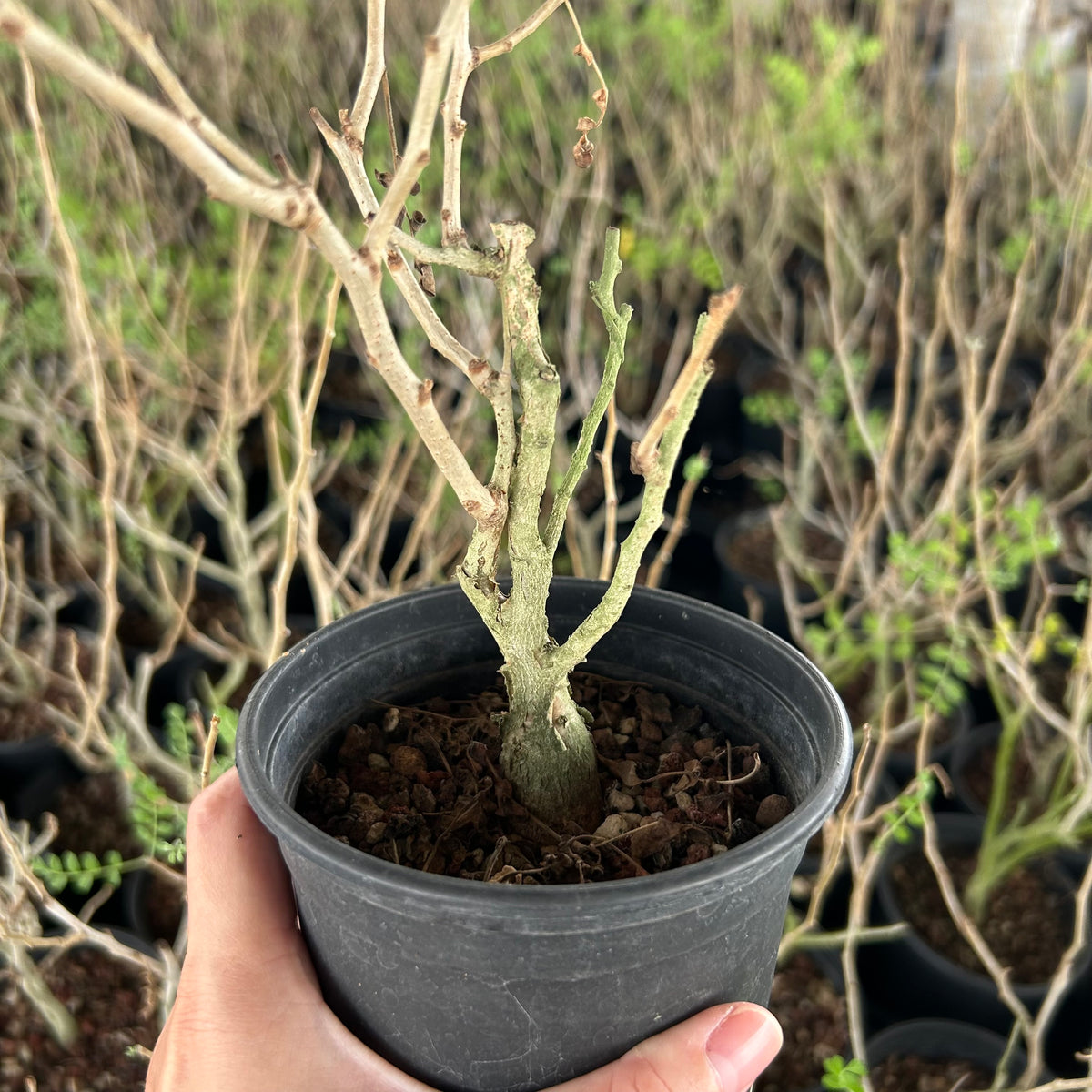 Pachycormus discolor