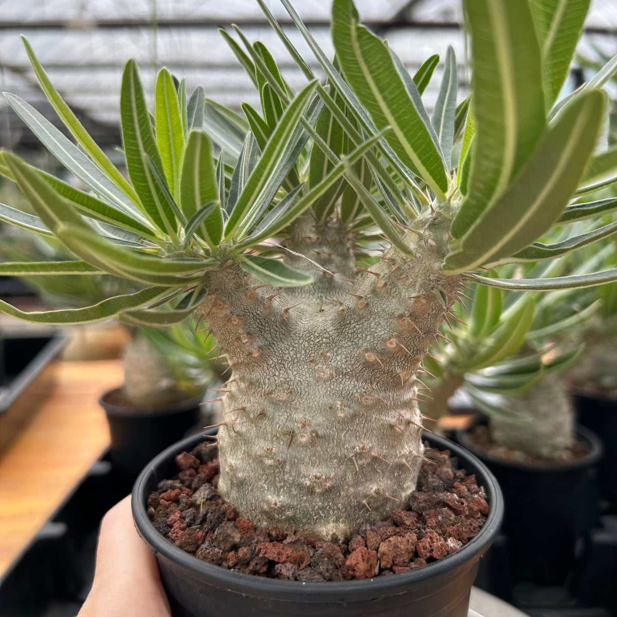 Pachypodium rosulatum var. gracilius-Pachypodium-image-8