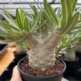 Pachypodium rosulatum var. gracilius-Pachypodium-image-8