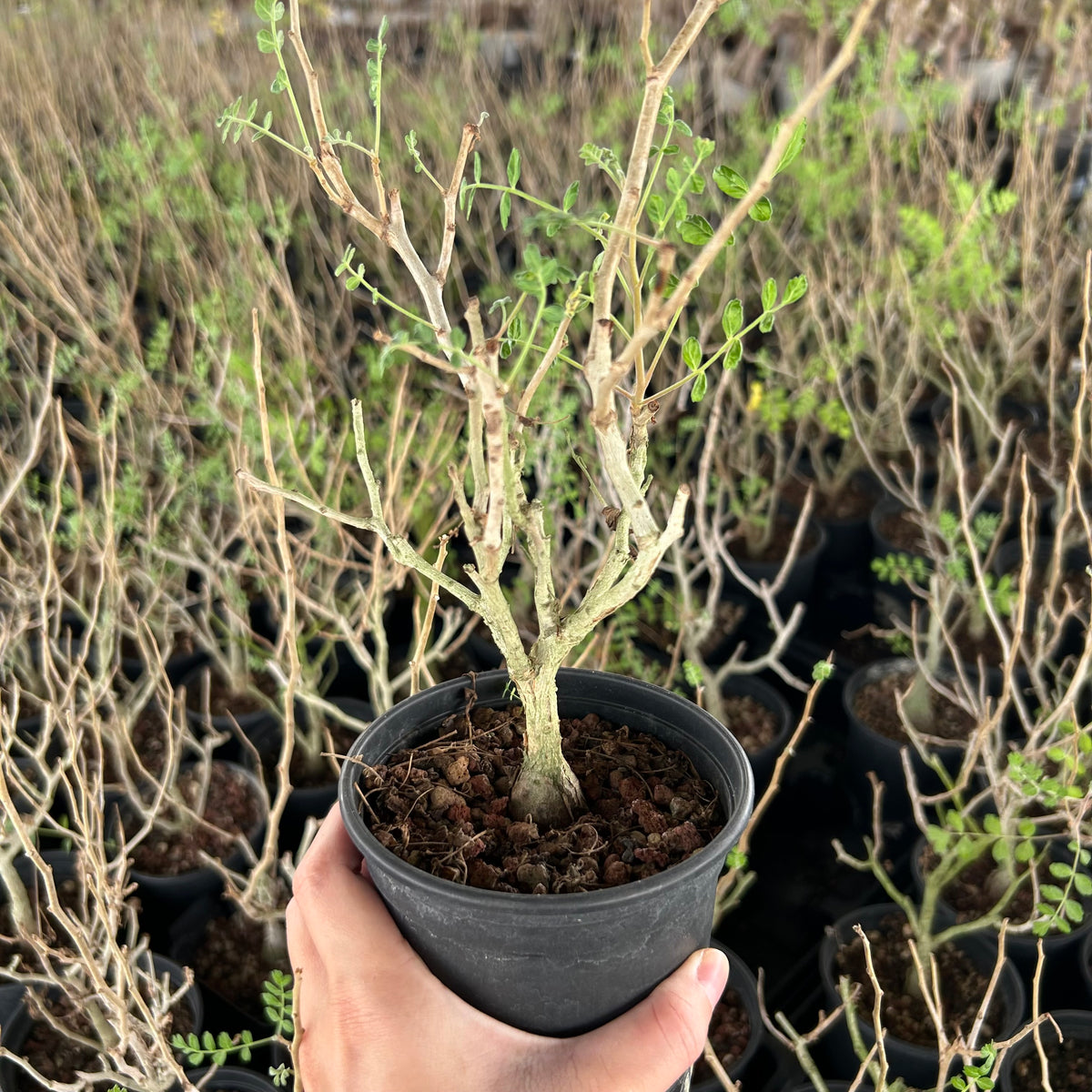 Pachycormus discolor