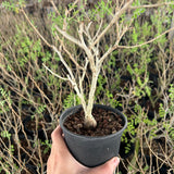 Pachycormus discolor