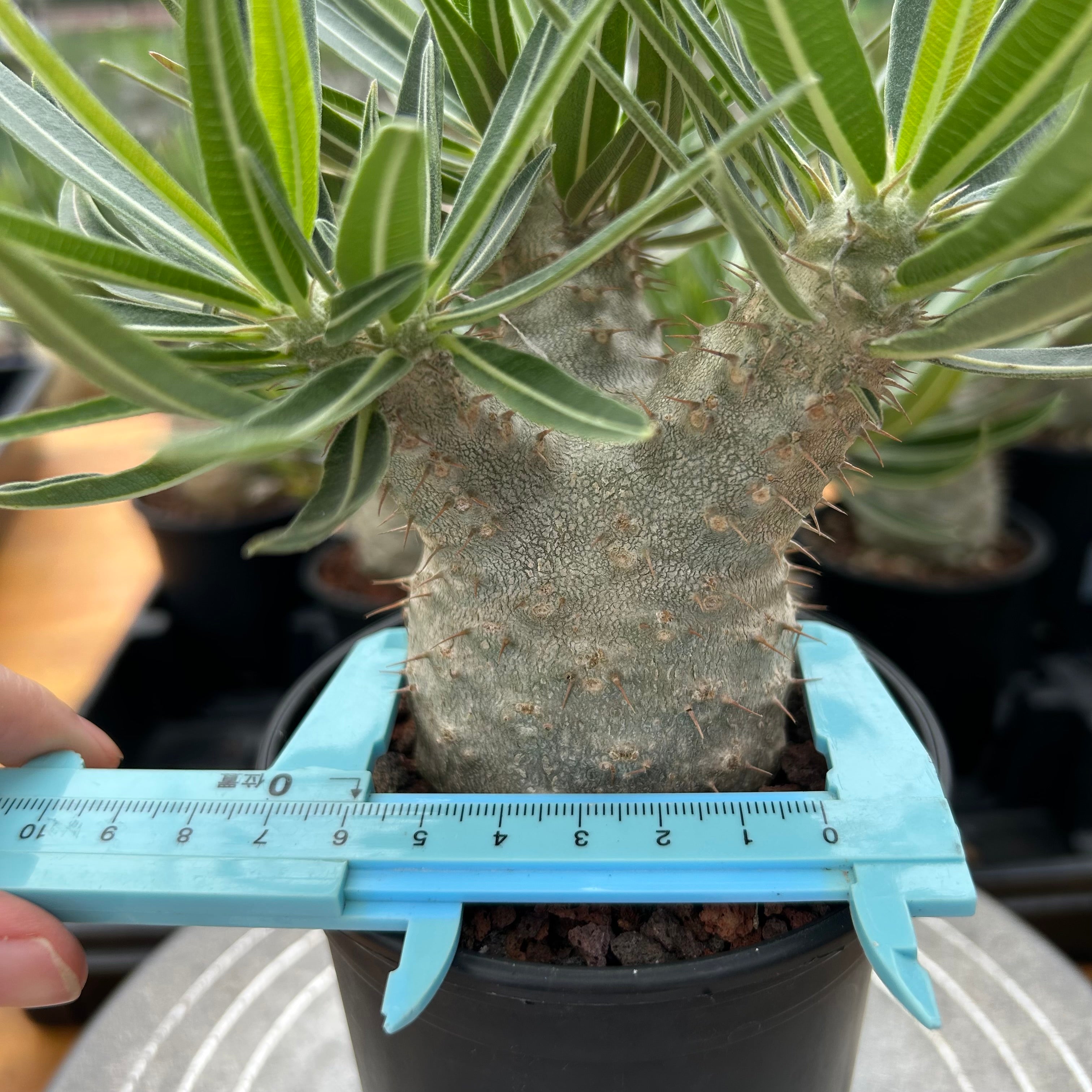 Pachypodium rosulatum var. gracilius | BotanicalCollector