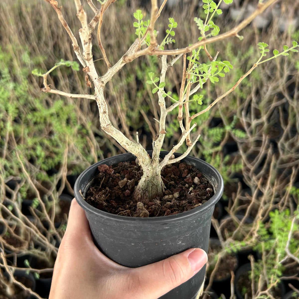 Pachycormus discolor