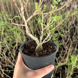 Pachycormus discolor