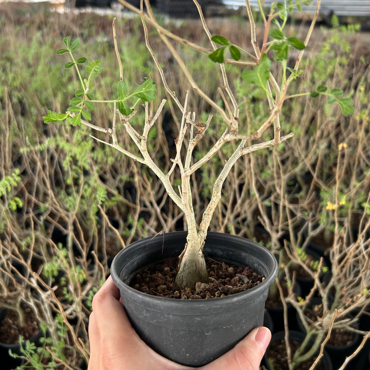 Pachycormus discolor