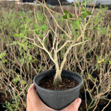 Pachycormus discolor