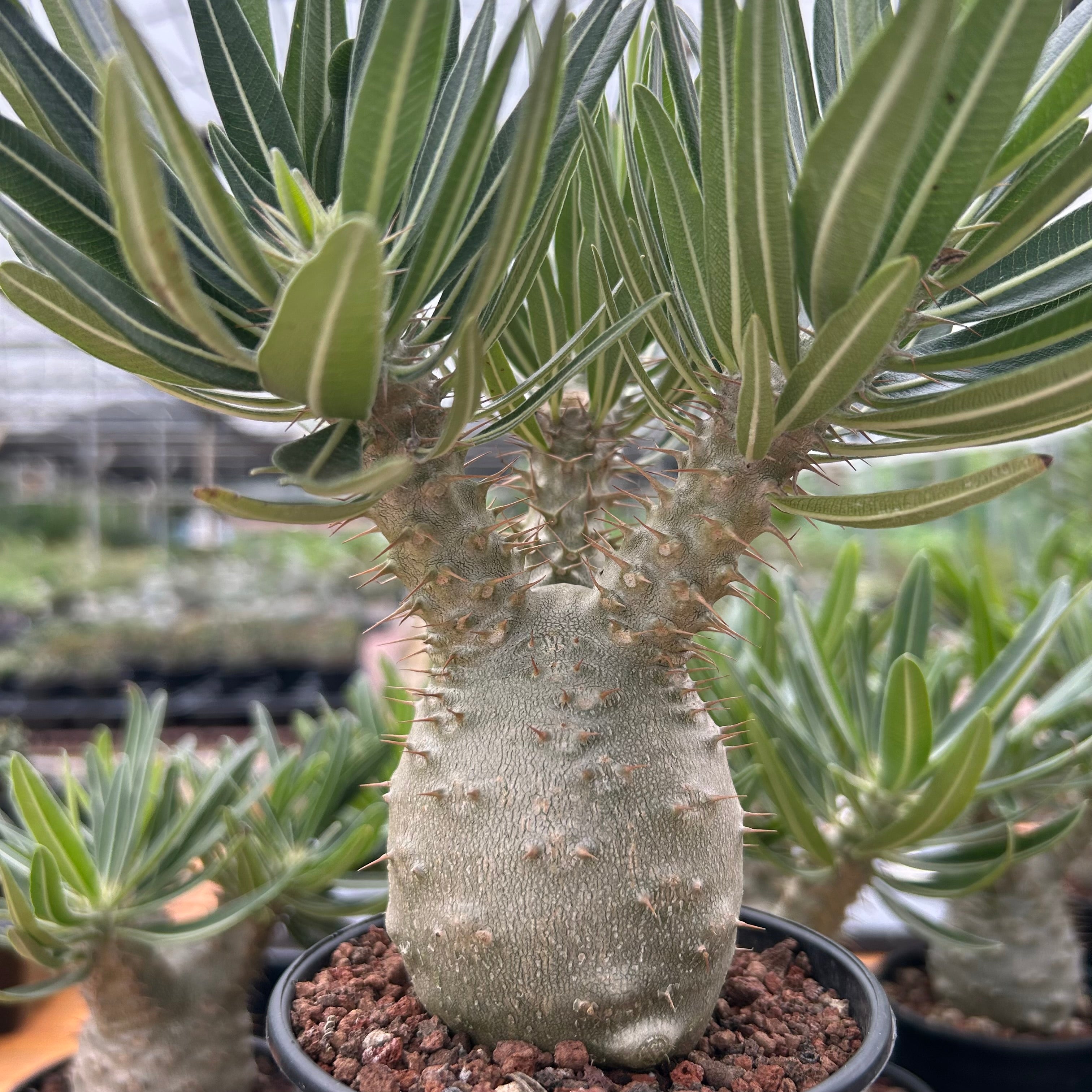 Pachypodium rosulatum var. gracilius | BotanicalCollector