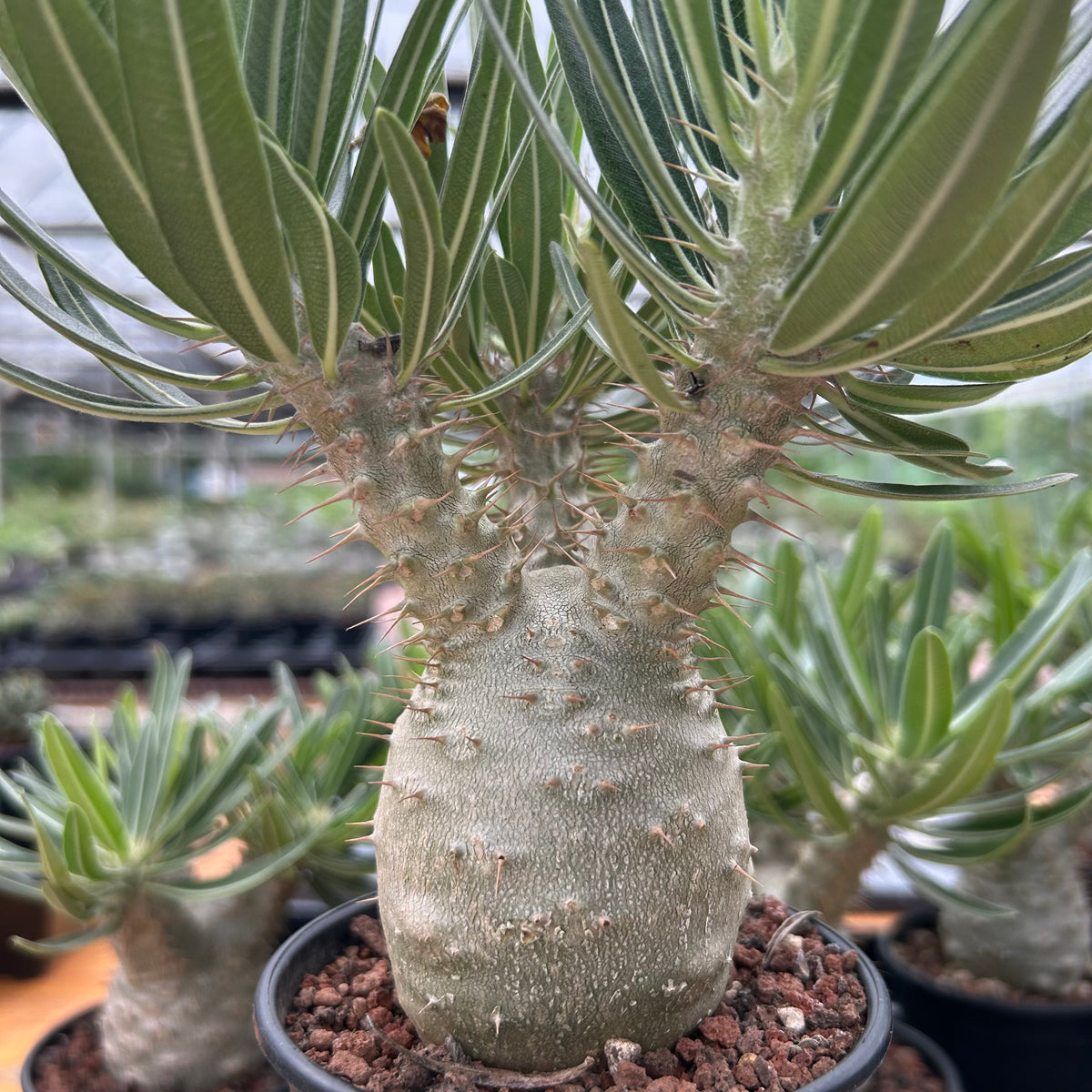 Pachypodium rosulatum var. gracilius-Pachypodium-image-3