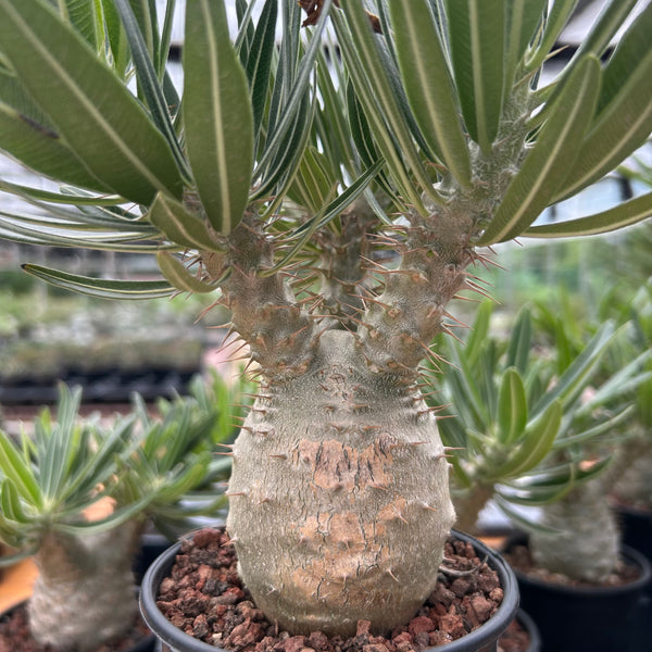 Pachypodium rosulatum var. gracilius-Pachypodium-image-1