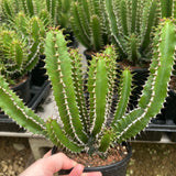 Euphorbia mlanjeana-Euphorbia-H4-6cm-image-6