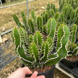 Euphorbia mlanjeana-Euphorbia-H4-6cm-image-7
