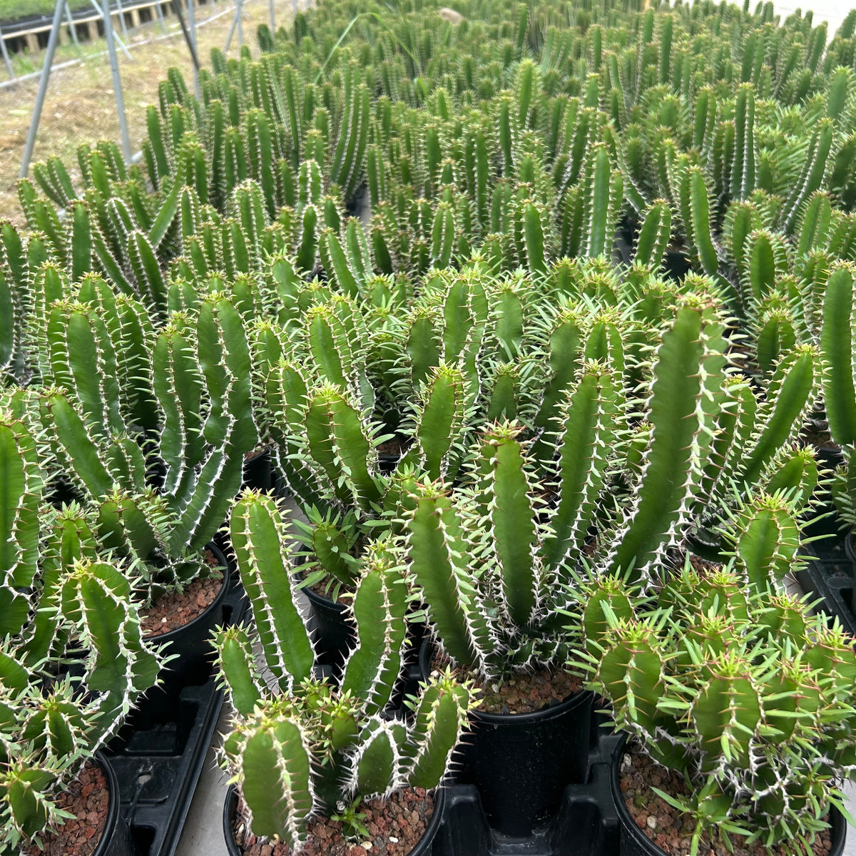 Euphorbia mlanjeana-Euphorbia-H4-6cm-image-8