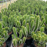 Euphorbia mlanjeana-Euphorbia-H4-6cm-image-8