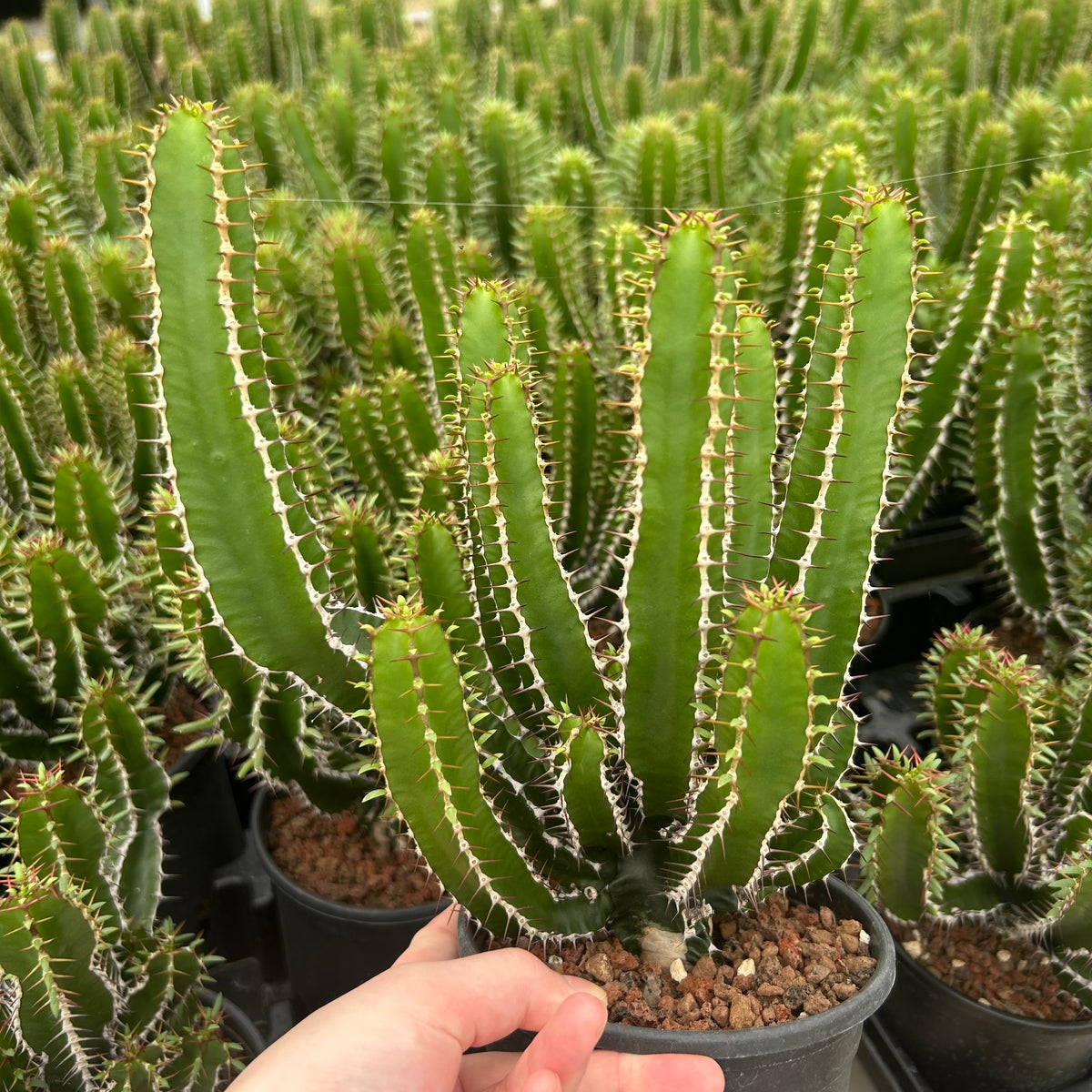 Euphorbia mlanjeana-Euphorbia-H4-6cm-image-9