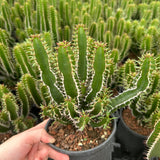 Euphorbia mlanjeana-Euphorbia-H4-6cm-image-10