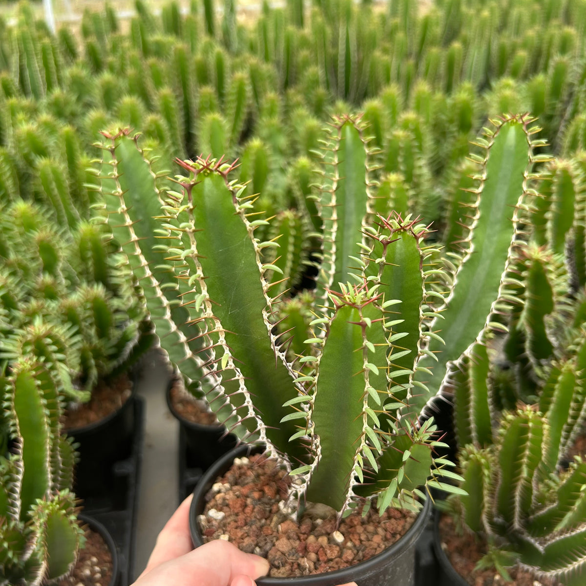 Euphorbia mlanjeana-Euphorbia-H4-6cm-image-11