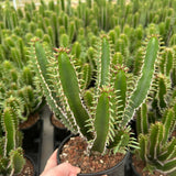 Euphorbia mlanjeana-Euphorbia-H4-6cm-image-11